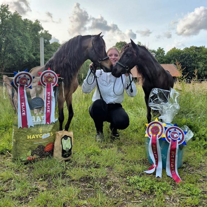 Onwijs goede NMPRS Show- en Dekhengsten!, Dieren en Toebehoren, Paarden en Pony's | Dekhengsten en Fokmerries, Hengst
