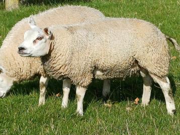 Texelaar stamboek ram en ooien  beschikbaar voor biedingen