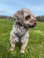 Lieve hond zoekt een baasje, Dieren en Toebehoren, Eén hond, 3 tot 5 jaar, Nederland, Particulier