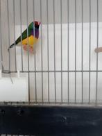 Gouldamadines, Dieren en Toebehoren, Vogels | Overige Vogels, Meerdere dieren, Tropenvogel, Geringd