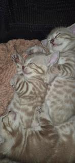 Nestje met 8 Bengaalse kittens, Dieren en Toebehoren, Katten en Kittens | Raskatten | Korthaar, Meerdere dieren, Met stamboom