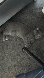 Raszuivere Grijze Britse korthaar kitten (poes), Dieren en Toebehoren, Katten en Kittens | Raskatten | Korthaar, Poes, Ontwormd