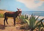 ezel aan het Spaanse strand - 1982, Verzamelen, Ansichtkaarten | Dieren, Gelopen, Overige soorten, Verzenden, 1980 tot heden