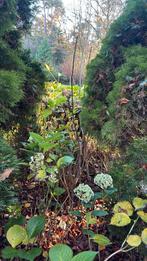 Walnoot boompje 190 cm, Tuin en Terras, Planten | Struiken en Hagen, Ophalen of Verzenden, Overige soorten, Minder dan 100 cm