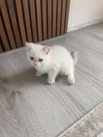 britse korthaar black silver shaded, Dieren en Toebehoren, Kater, Ontwormd, 0 tot 2 jaar