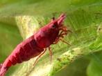 Rode garnalen, Dieren en Toebehoren, Vissen | Aquariumvissen, Kreeft, Krab of Garnaal
