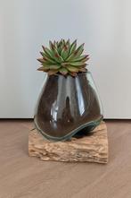 Druppelvaas op Boomstronk, Ophalen of Verzenden, Halfschaduw, Minder dan 100 cm