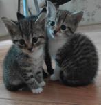 Prachtig nestje van 5 kittens, Poes, Kortharig, 0 tot 2 jaar