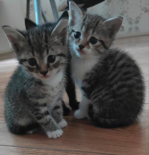 Prachtig nestje van 5 kittens, Dieren en Toebehoren, Katten en Kittens | Overige Katten, Kortharig, Poes, 0 tot 2 jaar