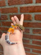 Mandrin tangerine blacknight cross 66% het tremper, Dieren en Toebehoren, Reptielen en Amfibieën, Hagedis, Tam, 0 tot 2 jaar
