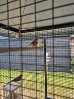 Verschillende kanaries, Dieren en Toebehoren, Vogels | Kanaries, Vrouwelijk, Kleurkanarie