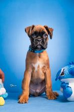 Duitse Boxer pup zoekt nieuw huis, Dieren en Toebehoren, Rabiës (hondsdolheid), 8 tot 15 weken, Eén hond, Nederland
