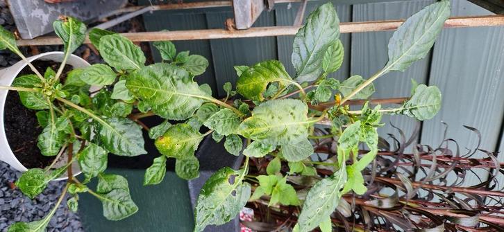 Impatiens Niamniamensis (Congobalsemien) Parrotplant, Huis en Inrichting, Kamerplanten, Overige soorten, Minder dan 100 cm, Bloeiende kamerplant