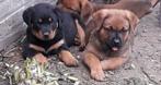 Kruising rottweiler x mechelse herder, Dieren en Toebehoren, België, Particulier, CDV (hondenziekte), 8 tot 15 weken