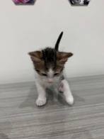 Gratis kittens, Dieren en Toebehoren, Katten en Kittens | Overige Katten, Kater