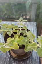 Cubaanse oregano ongeveer 100cm breed en 20cm hoog in pot, Tuin en Terras, Planten | Tuinplanten, Ophalen, Vaste plant, Bloeit niet