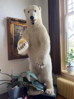 Opgezette ijsbeer 235 cm hoog!! Ursus maritimus, Wild dier, Opgezet dier, Ophalen of Verzenden, Zo goed als nieuw