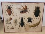 Antieke schoolplaat, Ophalen, Natuur en Biologie
