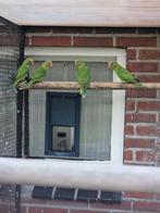 Pruimekoppen jongen 2025, Dieren en Toebehoren, Vogels | Parkieten en Papegaaien, Meerdere dieren, Parkiet