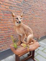 Opgezette Afrikaanse caracal taxidermy opgezet Afrika gewei, Ophalen, Wild dier, Opgezet dier