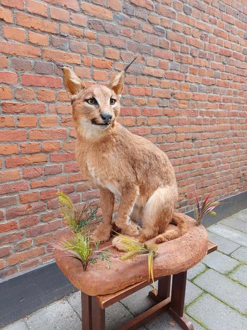 Opgezette Afrikaanse caracal taxidermy opgezet Afrika gewei, Verzamelen, Dierenverzamelingen, Opgezet dier, Wild dier, Ophalen