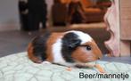 Prachtige cavia, Cavia, Mannelijk, Januari, Tam