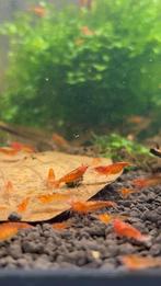 Mooie Vuurgarnalen (Neocaridina davidi) te koop., Kreeft, Krab of Garnaal, Zoetwatervis, Schoolvis