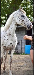 MERRIE, Dieren en Toebehoren, Paarden, Merrie, M, 3 tot 6 jaar, Westernpaard
