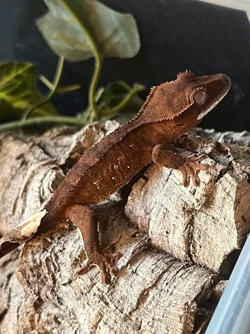 0.0.3 wimpergekkos, ciliatus beschikbaar voor biedingen