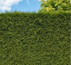 Conifeer Thuja Brabant, Tuin en Terras, Planten | Struiken en Hagen, Ophalen of Verzenden, Conifeer, 100 tot 250 cm