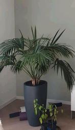Kentia palm incl pot, Ophalen of Verzenden, Halfschaduw, 150 tot 200 cm