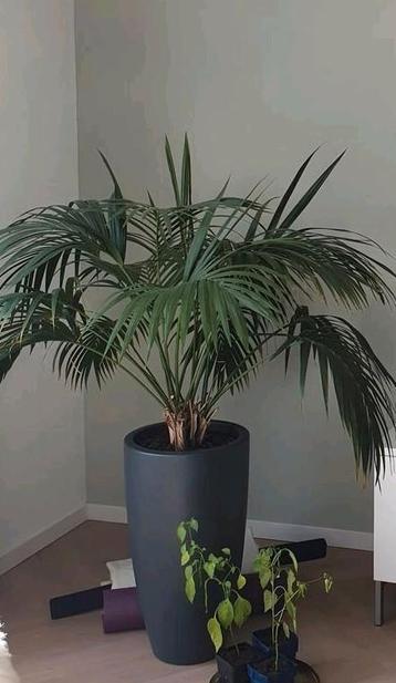 Kentia palm incl pot beschikbaar voor biedingen