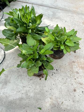 Betonie planten, diverse maten, mooie vaste plant! beschikbaar voor biedingen