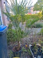 Trachycarpus fortunei, Tuin en Terras, Planten | Bomen, Ophalen, Volle zon, Palmboom, Minder dan 100 cm