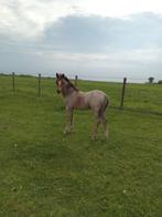 Hengstenveulen welsh A, Dieren en Toebehoren, Pony's, Gechipt, Niet van toepassing, 0 tot 2 jaar, Hengst