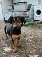 Sylvester ca 1 jaar, verblijft in Cyprus, Dieren en Toebehoren, Honden | Niet-rashonden, Rabiës (hondsdolheid), 15 weken tot 1 jaar