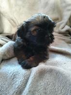 Mooi lief klein boomer pups Shih Tzu x malteser meisje, Dieren en Toebehoren, Honden | Chihuahua's en Gezelschapshonden, Overige rassen