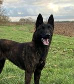 Hollandse herder teef, Dieren en Toebehoren, Rabiës (hondsdolheid), 1 tot 2 jaar, Teef, Eén hond