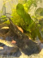 Ancistrus red, Vis