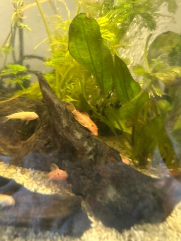 Ancistrus red beschikbaar voor biedingen