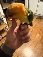 totaal 650, Geslacht onbekend, Parkiet