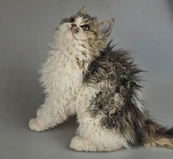 Selkirk rex stamboom katertje prachtige vacht  beschikbaar voor biedingen
