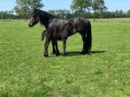 Mooie Fell Pony hengstveulens, Dieren en Toebehoren, Pony's, Recreatiepony, Gechipt, 0 tot 2 jaar