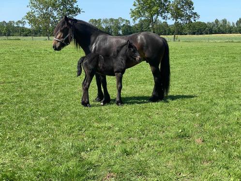 Mooie Fell Pony hengstveulens, Dieren en Toebehoren, Pony's, Recreatiepony, 0 tot 2 jaar, Met stamboom, Gechipt, Ontwormd, Ingeënt