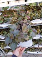 Heuchera Palace Purple - Purperklokje, Ophalen, Vaste plant, Bodembedekkers, Halfschaduw