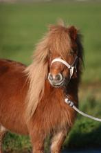 Prachtige, superlieve mini merrie, Dieren en Toebehoren, Pony's, Merrie, 7 tot 10 jaar