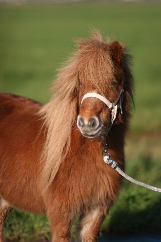 Prachtige, superlieve mini merrie, Dieren en Toebehoren, Pony's, Merrie, 7 tot 10 jaar