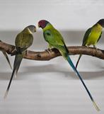 1-1 Pruimenkop parkiet, Meerdere dieren, Parkiet, Geringd