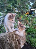 Lieve kittens lapjes poesjes, Dieren en Toebehoren, Poes, Kortharig, 0 tot 2 jaar