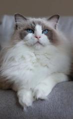 Ragdoll blue bicolor dekkater stamboom (Niet te koop), 0 tot 2 jaar
